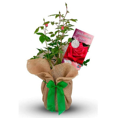 Carbeth Plants Graduation Rose BushGift Wrapped Rose Bush In A 3L Pot from B&Q