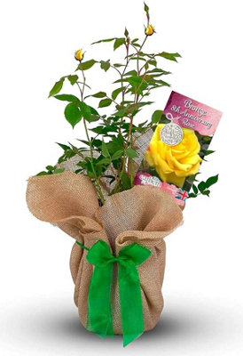 Carbeth Plants Bronze Wedding Rose 8Th Anniversary Rose Bush Gift Wrapped Bronze Anniversary Rose from B&Q
