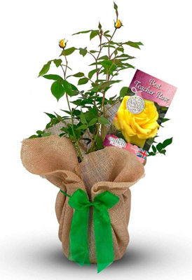 Carbeth Plants Best Teacher Rose Bush Gift WrappedPlant Gift For The Garden from B&Q