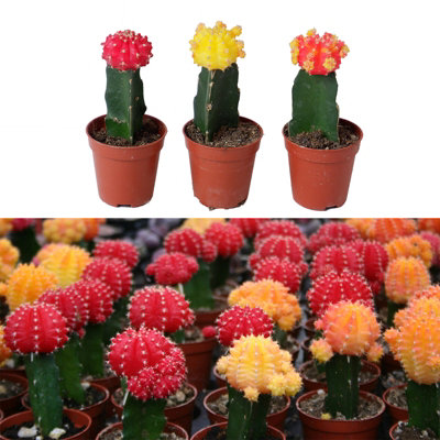 Carbeth Plants 3 X Gymnocalycium Mihanovichii In 5.5Cm PotsColourful Moon Cactus Plants from B&Q