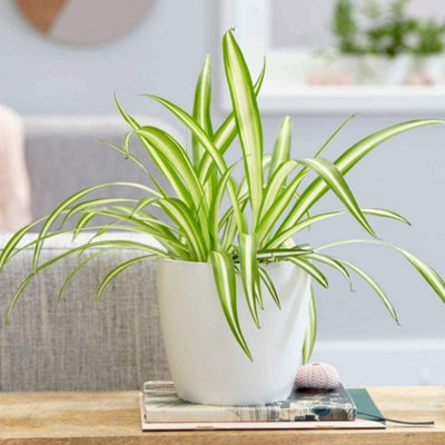 Carbeth Plants Spider Plant In 12Cm PotChlorophytum ComosumIndoor Air Purify Plant from B&Q