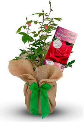 Carbeth Plants To A Wonder Grandfather Rose Bush Gift Wrapped Grandpa Garden Plant Gift from B&Q