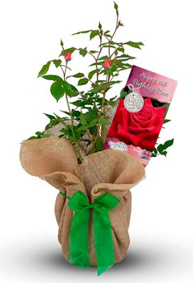 Carbeth Plants Happy 21St Birthday Rose BushGift Wrapped With Huge BowGive A Living Gift from B&Q