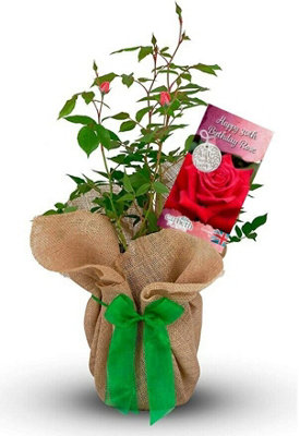 Carbeth Plants Happy 30Th Birthday Rose Bush Gift WrappedPlant Gift Perfect For Gardeners from B&Q