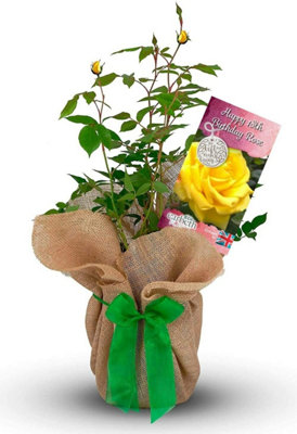 Carbeth Plants Happy 18Th Birthday Rose Bush Gift WrappedPlant Gift Perfect For Gardeners from B&Q