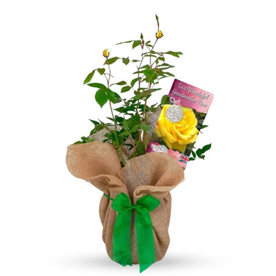 Carbeth Plants Wonderful Grandmother Yellow Rose Bush PlantA Thoughtful Mother's Day And Birthday PresentGardening Gifts from B&Q