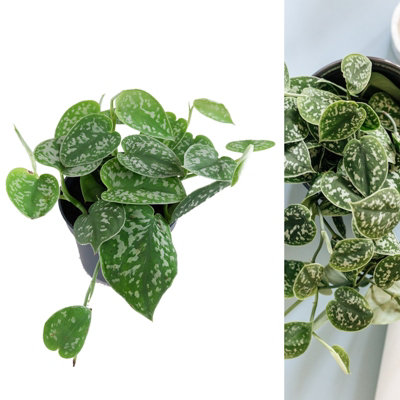 Carbeth Plants Scindapsus Pictus ArgyraeusSatin Pothos Indoor Plant In 12Cm Pot from B&Q