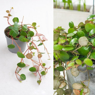 Carbeth Plants Peperomia PepperspotString Of Coins In 6Cm PotIdeal For Hanging Planter from B&Q