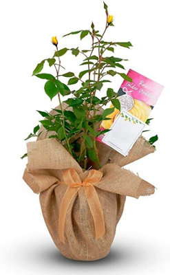 Carbeth Plants Golden Wedding Rose Bush Gift Wrapped50Th Anniversary Plant from B&Q