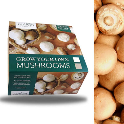 Carbeth Plants Brown Mushroom Growing KitGrow Your Own Suffolk Mushrooms from B&Q