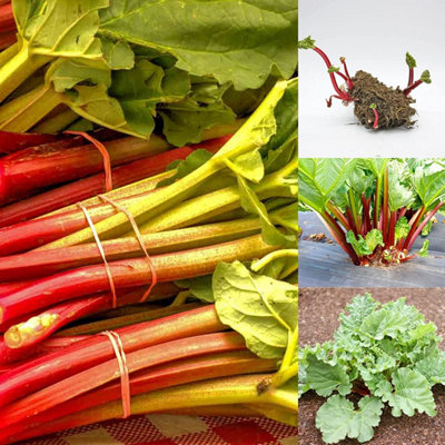 Carbeth Plants 2 X Rhubarb Crowns VictoriaReady To PlantRhubarb Plant Perfect For The Uk from B&Q