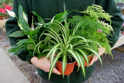 Carbeth Plants Clean Air Plant MixPeace LilySpider Plant And Asparagus Fern from B&Q