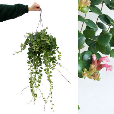 Carbeth Plants Aeschynanthus Thai Pink Lipstick PlantIndoor Plant In 15Cm Hanging Pot from B&Q