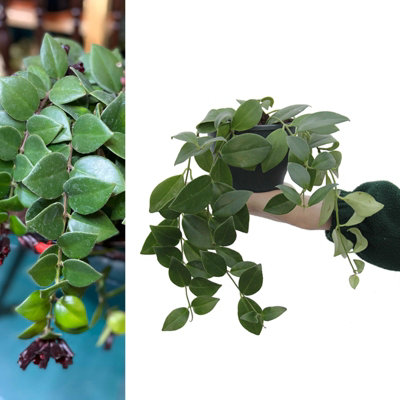 Carbeth Plants Aeschynanthus 'mona Lisa' Lipstick PlantIndoor Plant In 12Cm Pot from B&Q
