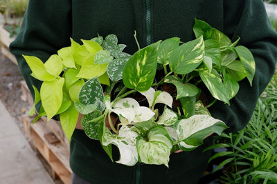 Carbeth Plants Pothos Collection4 Plant MixHouse Plant Collection 10Cm Pot Size from B&Q