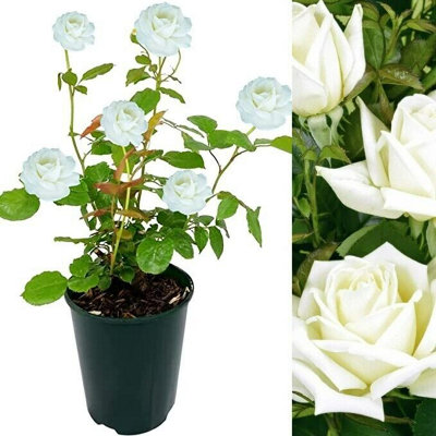 Carbeth Plants Rose Bush Polar StarFloribunda White Hybrid Tea Rose In A 3L Pot from B&Q