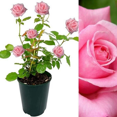 Carbeth Plants Rose Bush Prima BallerinaFloribunda Pink Hybrid Tea Rose In A 3L Pot from B&Q