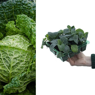 Carbeth Plants Cabbage 'savoy F1' Plants8 PackEasy Planting