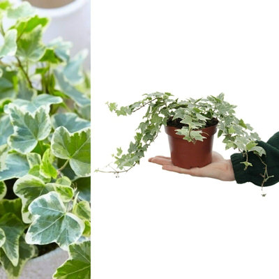 Carbeth Plants Large White IvyHedera HelixEvergreen Shrub In 13Cm PotIndoor And Outdoor Use from B&Q