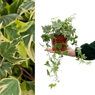 Carbeth Plants Large Yellow IvyHedera HelixEvergreen Shrub In 13Cm PotIndoor And Outdoor Use from B&Q