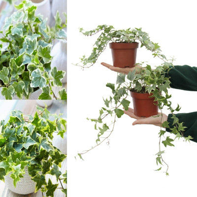 Carbeth Plants Large White & Yellow IvyHedera HelixEvergreen Shrubs In 13Cm PotsIndoor And Outdoor from B&Q