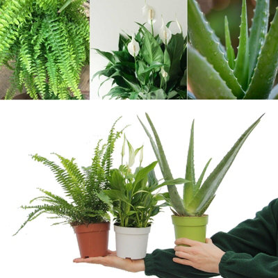Carbeth Plants Top 3 Indoor Plant MixPeace LilyBoston Fern And Aloe Vera from B&Q