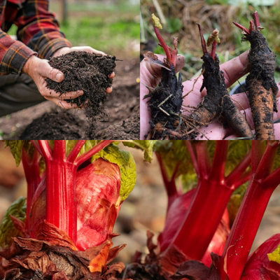 Carbeth Plants 3 X Rhubarb Crown 'prince Albert'With Free Growing Complement from B&Q