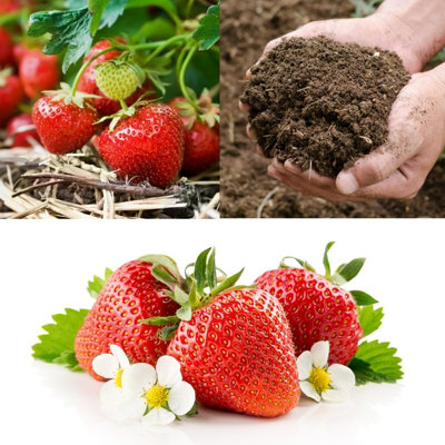 Carbeth Plants 20 X Strawberry 'cambridge Favourite' Bare RootsFree Growing Compost from B&Q