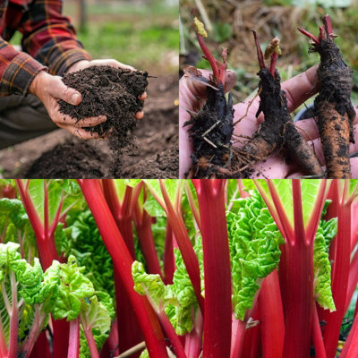 Carbeth Plants 7 X Mixed Rhubarb CrownsWith Free Growing Compost Complement from B&Q