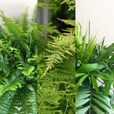 Carbeth Plants Foliage Plant MixBoston FernParlour Palm And Asparagus Fern from B&Q