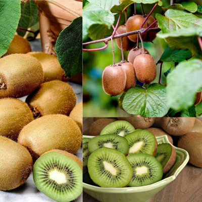 Carbeth Plants Actinidia Kiwi 'jenny'Self Fertile Plant In 2 Litre Pot40-50Cm In Height from B&Q