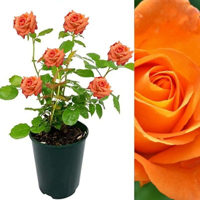Carbeth Plants Rose Bush Whisky MacFloribunda Rose Bush For The Garden In 3 Litre Pot from B&Q