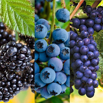 Carbeth Plants Blueberry, Blackberry & Grape Fruit Plant Mix - 3 Fruit Plants In 9Cm Pots