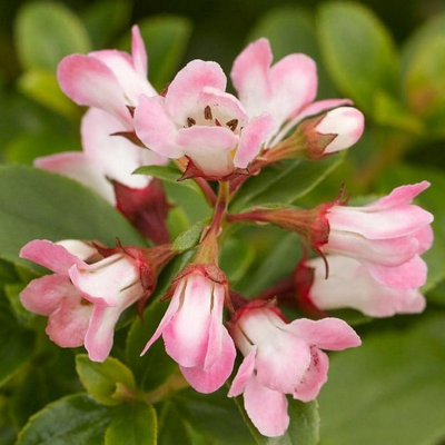 Carbeth Plants Escallonia 'apple Blossom' In 9Cm PotPinky-White Flowering Hardy Evergreen Shrub (1 Plant) from B&Q