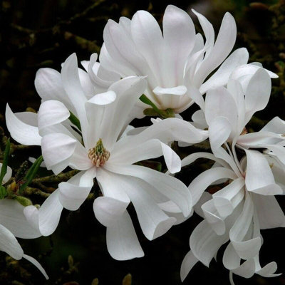 Carbeth Plants White Magnolia Stellata 'Water Lily' In Pot - Star Magnoliaceae Flowering Plant 9Cm