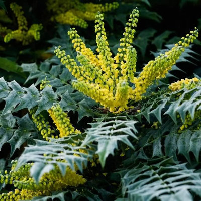 Carbeth Plants 3 X Mahonia Media Charity In 9Cm PotEvergreen Dense Privacy Outdoor Shrub Plant from B&Q