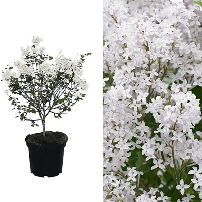 B&Q -  Syringa Flowerfesta White In 9Cm PotDwarf Korean Scented Lilac Bush