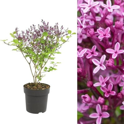 B&Q -  Syringa Flowerfesta Purple In 9Cm PotDwarf Korean Scented Lilac Bush