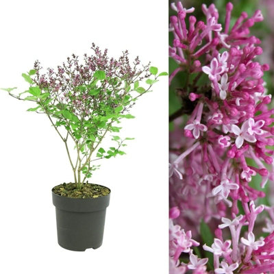 B&Q -  Syringa Flowerfesta Pink In 9Cm PotDwarf Korean Scented Lilac Bush