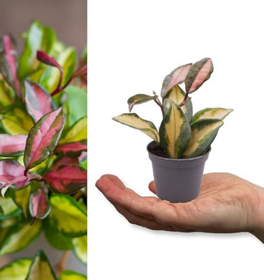 Carbeth Plants Hoya Carnosa Tricolour In 6Cm PotMini Indoor PlantVariegated Foliage from B&Q