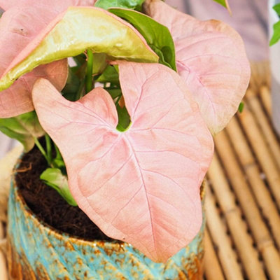 Carbeth Plants Syngonium Neon RobustaArrowhead Plant In 6Cm PotMini Indoor Plant from B&Q