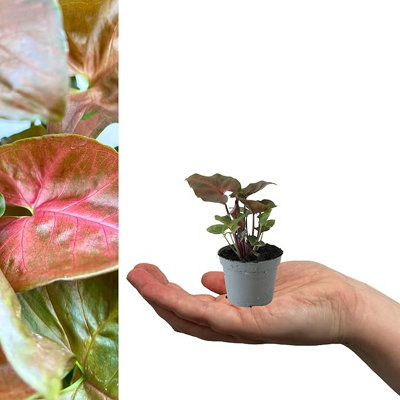 Carbeth Plants 1 X Syngonium Maria Arrowhead Vine In 6Cm PotMini Indoor Plant With Variegated Pink & Green Foliage from B&Q