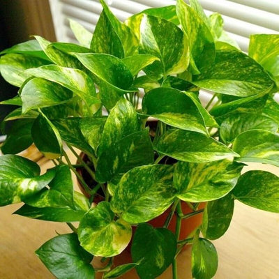 Carbeth Plants Scindapsus AureumDevil's Ivy In 6Cm PotMini Indoor Plant from B&Q