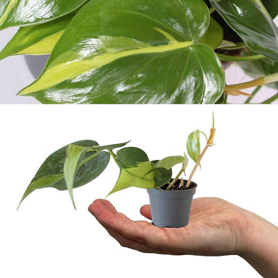 Carbeth Plants Philodendron Scandens BrasilSweetheart Plant15-20Cm In Height Inc PotMini Indoor PlantVariegated Foliage (1 Plant) from B&Q