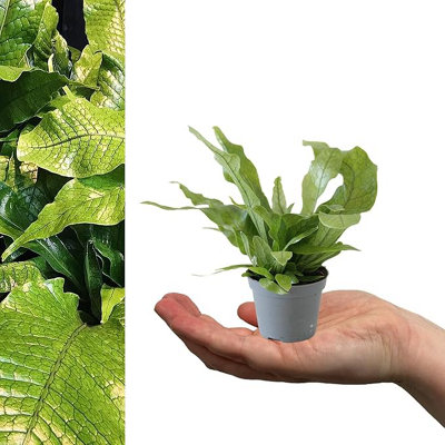 Carbeth Plants 1 X Microsorum Crocodyllus Fern In 6Cm PotMini Indoor Plant Crocodile FernEasy To Maintain from B&Q