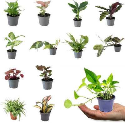 Carbeth Plants Mini Indoor Plant Pick And Mix3 X Mixed Varieties All In 6Cm Pots from B&Q