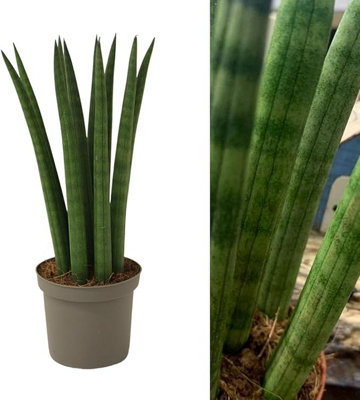 Carbeth Plants Sansevieria Cylindrica StraightCylindrical Snake Plant20-25Cm High Inc Pot from B&Q