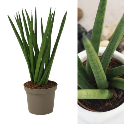 Carbeth Plants Sansevieria Cylindrica Spaghetti In 9Cm PotMinimalist Low Maintenance Houseplant from B&Q