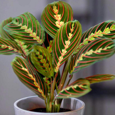 Carbeth Plants 2 X Maranta Fascinator In 8.5Cm PotsTricolour Prayer PlantVariegated Foliage from B&Q