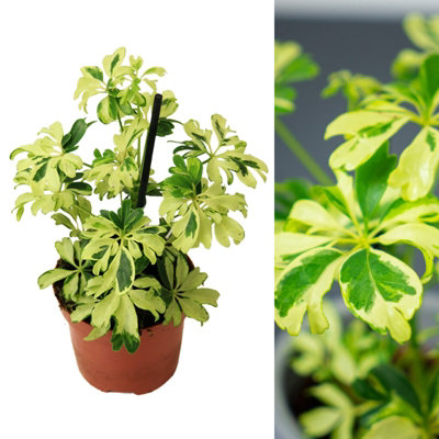 Carbeth Plants Schefflera Arboricola JanineDwarf Umbrella Indoor Plant20-25Cm Inc Pot from B&Q